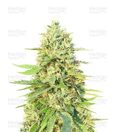 Gorilla G4 van Blimburn Seeds