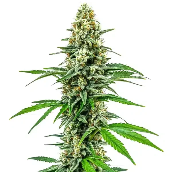 Cookies and Cream van Blimburn Seeds