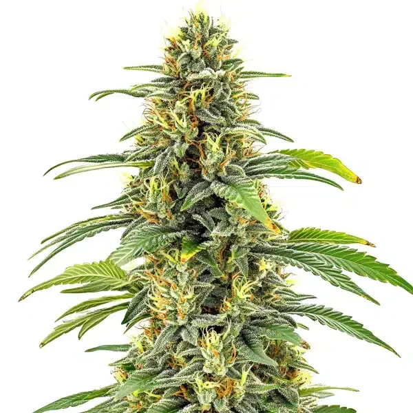 Santa Muerte FBV van Blimburn Seeds