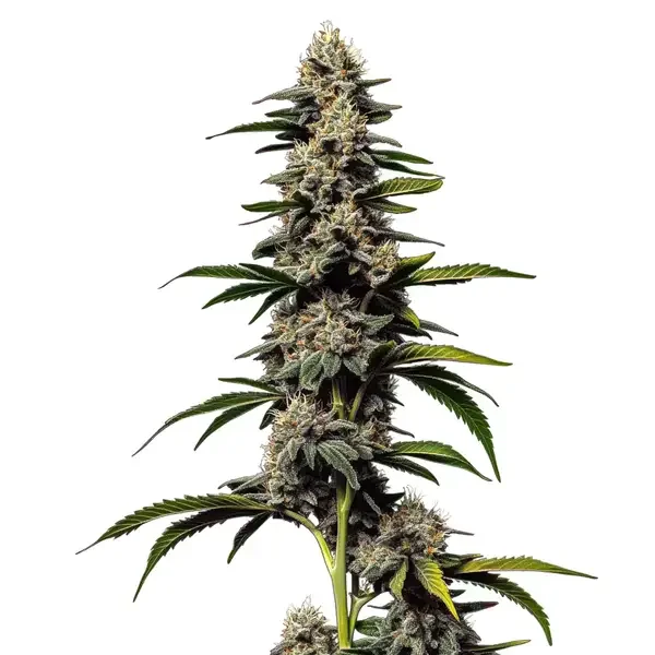 Alien Cookies x Kush Mints van Blimburn Seeds