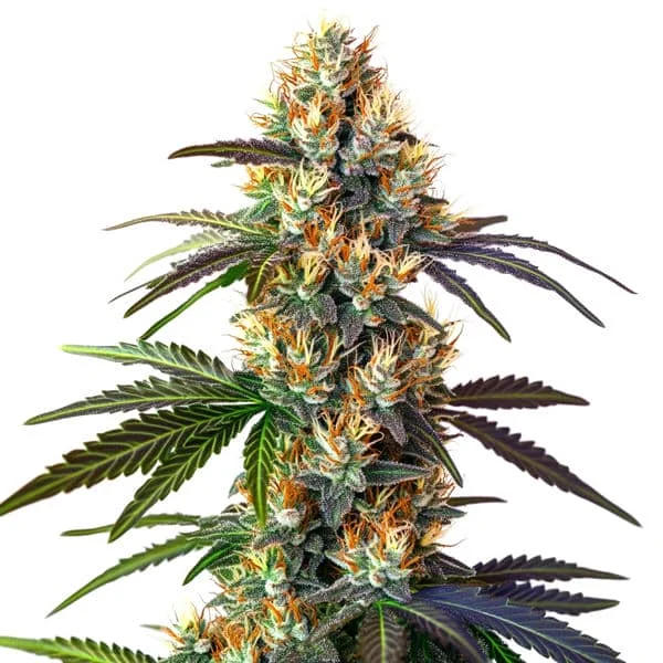 LSD van Blimburn Seeds