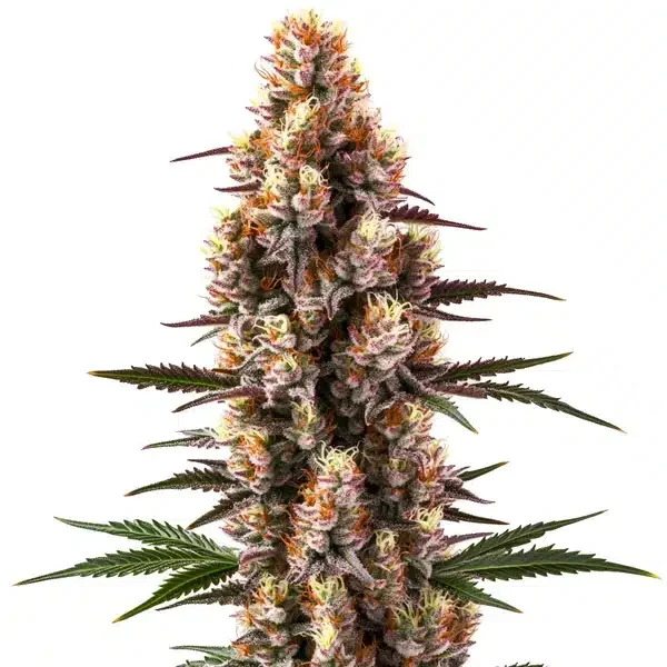 Rainbow Kush van Blimburn Seeds