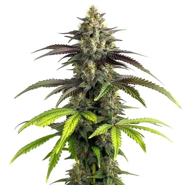 Bruce Banner 2.0 van Blimburn Seeds