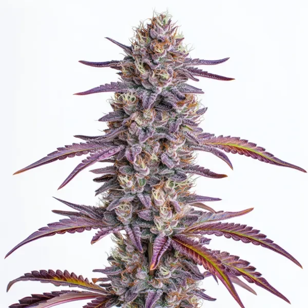 Glookies van Blimburn Seeds