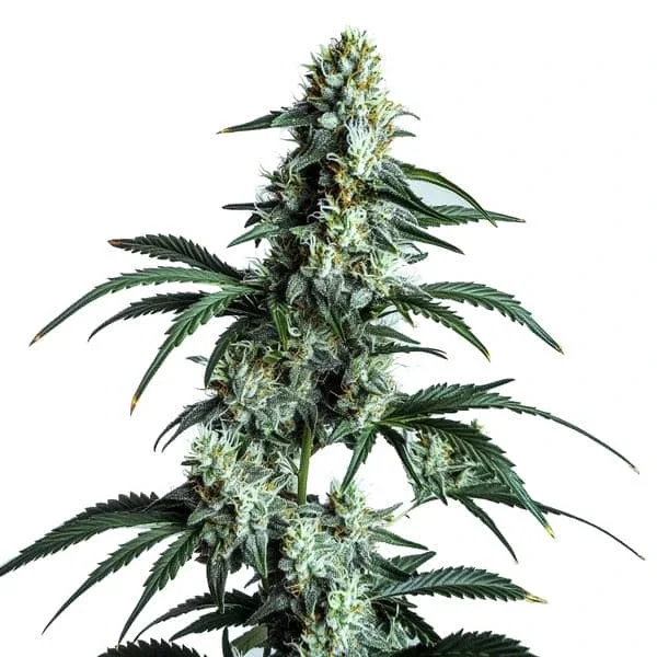 Sour Diesel van Blimburn Seeds
