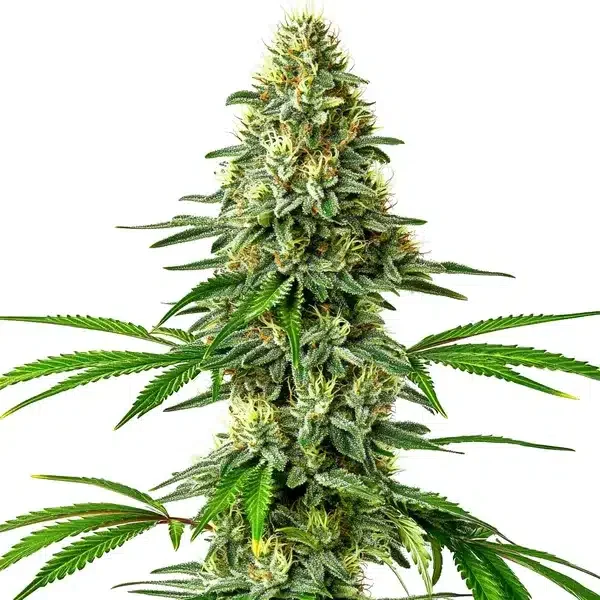 Santa Muerte van Blimburn Seeds