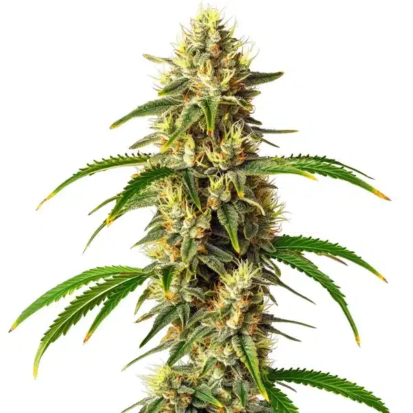 Critical van Blimburn Seeds
