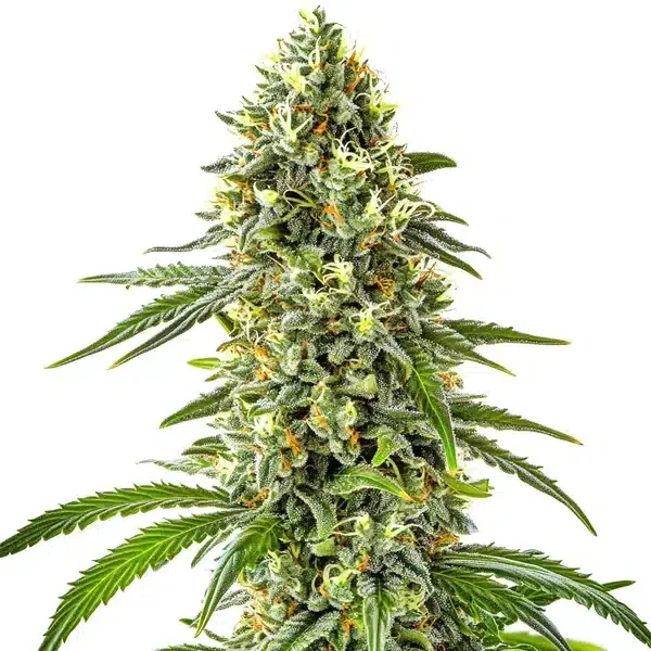 Guanabana van Blimburn Seeds