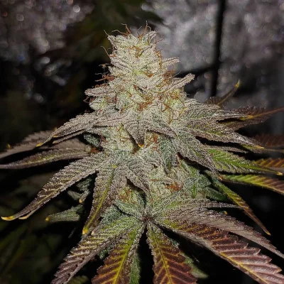 Peach Hashplant van Bodhi Seeds