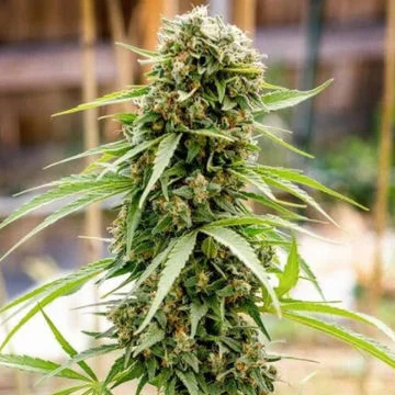 Dread Bread van Bodhi Seeds