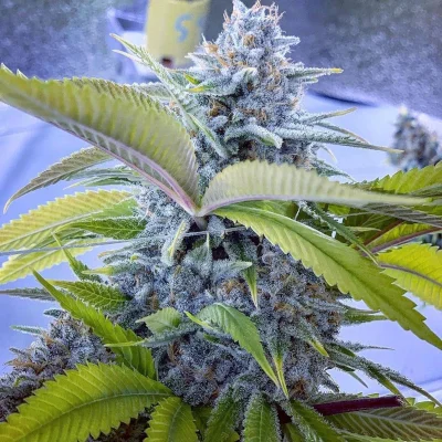 Blueberry Hashplant van Bodhi Seeds