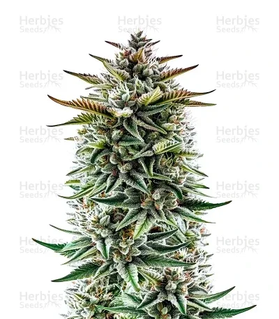 Buzz Bomb van Bomb Seeds
