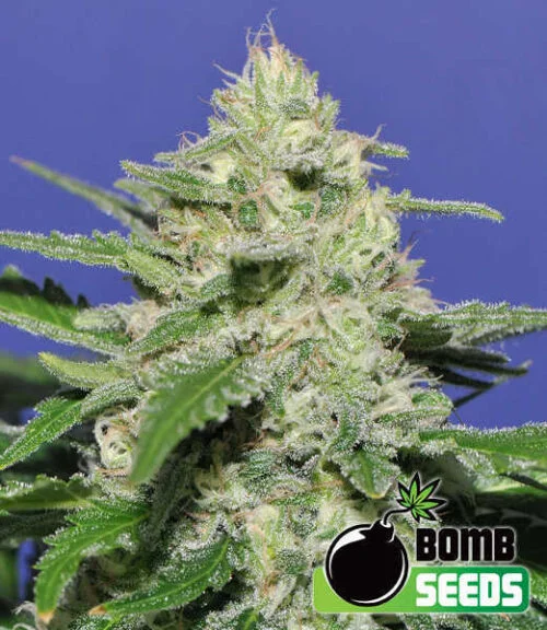 Widow Bomb van Bomb Seeds
