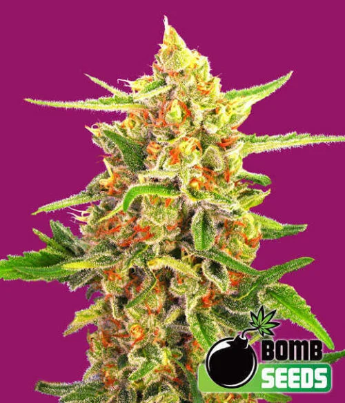 Cherry Bomb van Bomb Seeds