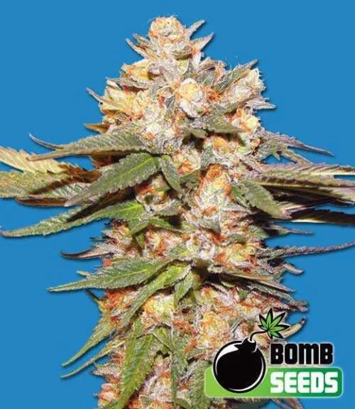 Big Bomb van Bomb Seeds
