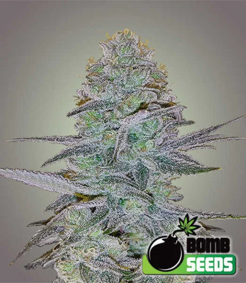 Cosmic Bomb van Bomb Seeds