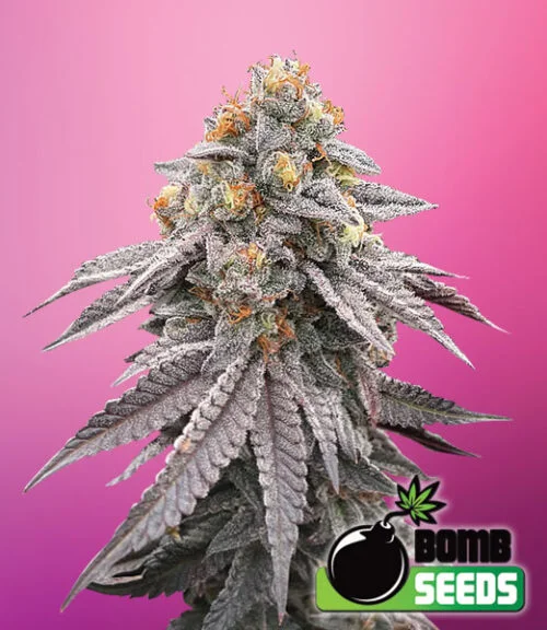 Runtz Bomb van Bomb Seeds