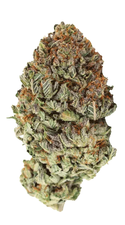 Bubble Bomb van Bomb Seeds