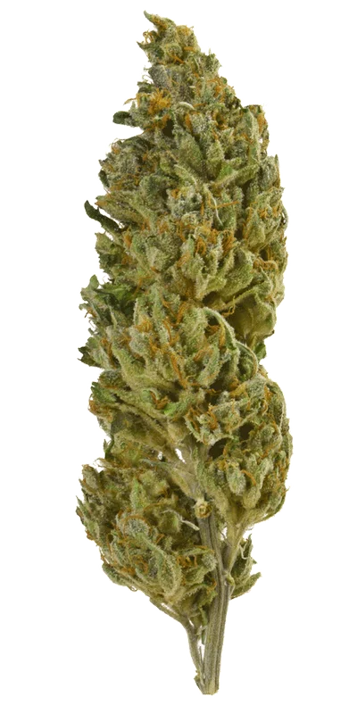 Cosmic Bomb van Bomb Seeds