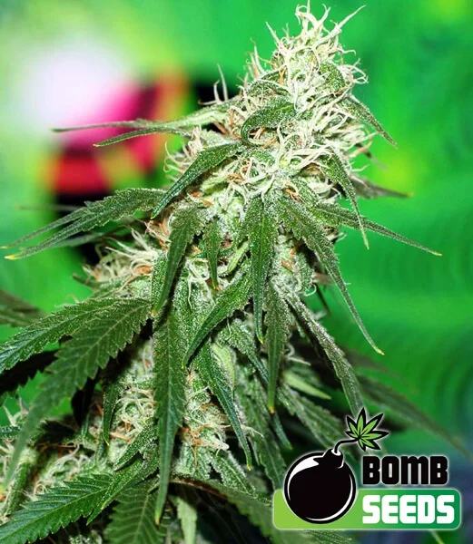 Buzz Bomb van Bomb Seeds