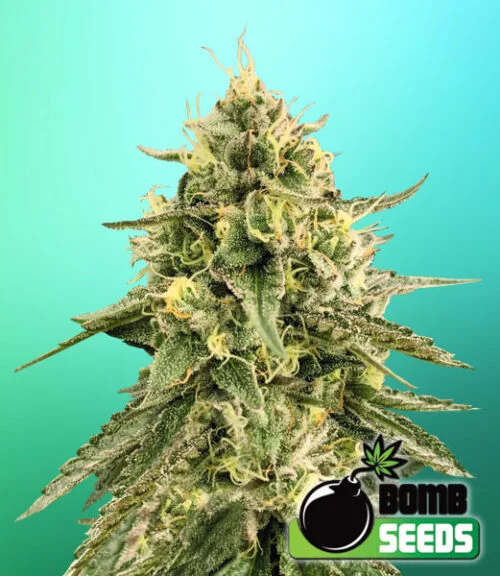 Monkey Bomb van Bomb Seeds