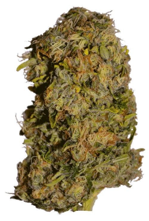Cluster Bomb van Bomb Seeds