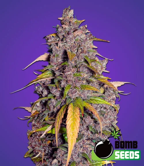 Double Purple Bomb van Bomb Seeds