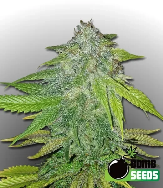 Ghost Train Bomb van Bomb Seeds
