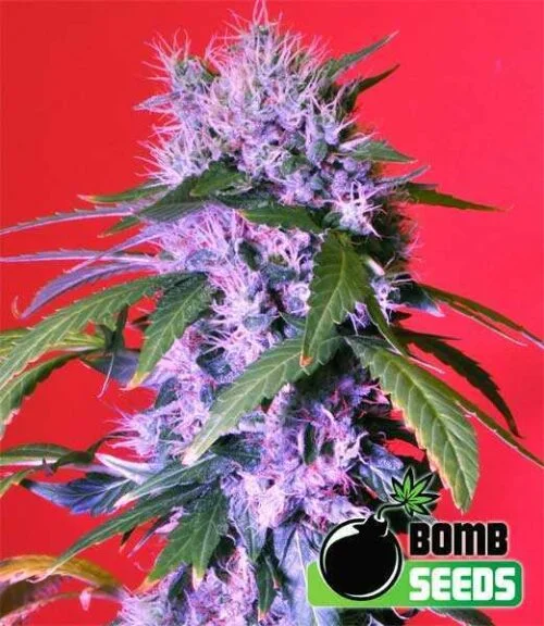 Berry Bomb van Bomb Seeds