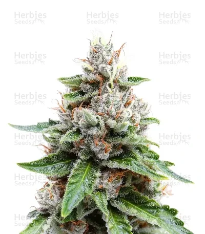 Medi Bomb #2 van Bomb Seeds