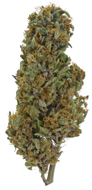 Glookie Bomb van Bomb Seeds