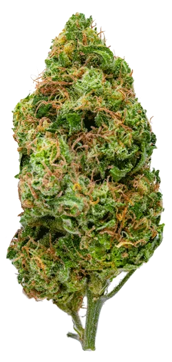Atomic van Bomb Seeds