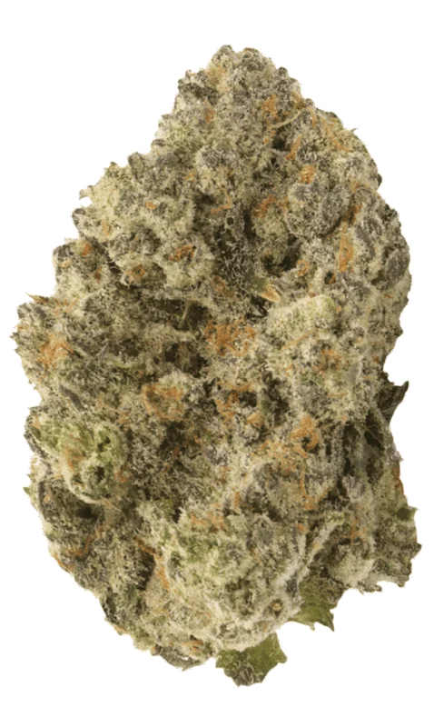 Runtz Bomb van Bomb Seeds