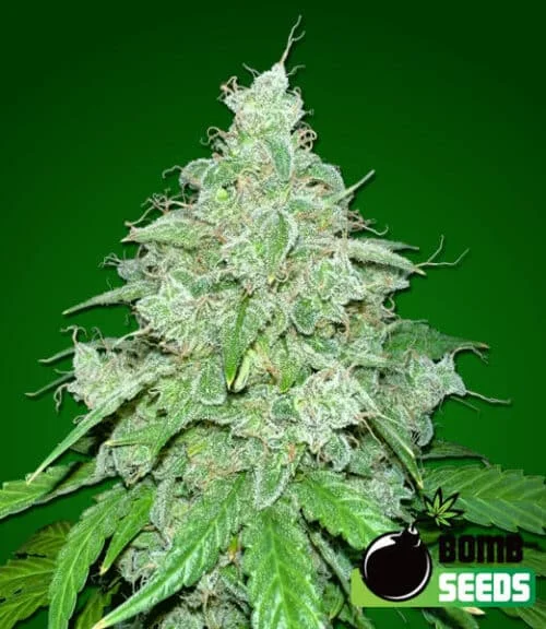 THC Fritters by Bomb Seeds