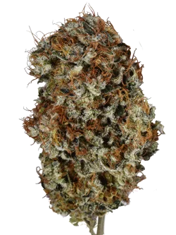 THC Bomb van Bomb Seeds