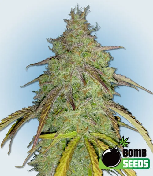 Super Boof Bomb by Bomb Seeds