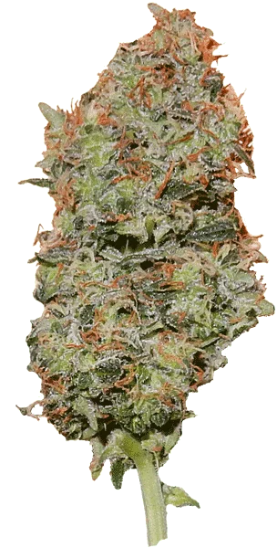 Cherry Bomb van Bomb Seeds