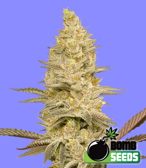 Glookie Bomb van Bomb Seeds