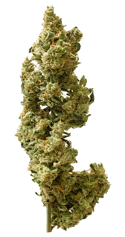 Berry Bomb van Bomb Seeds