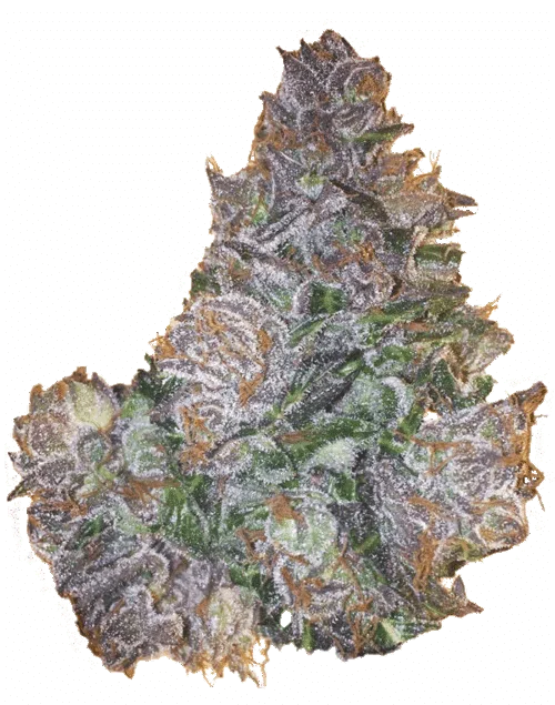 Berry Bomb van Bomb Seeds