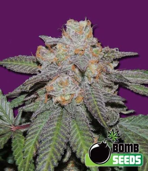 Cherry Bomb van Bomb Seeds