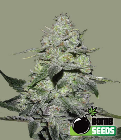 Gorilla Bomb van Bomb Seeds