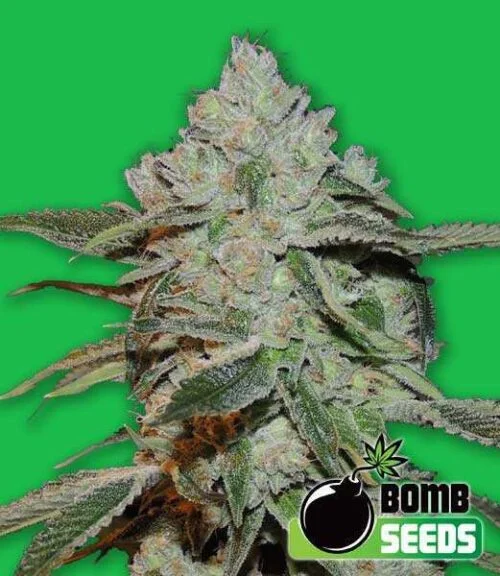 Atomic van Bomb Seeds