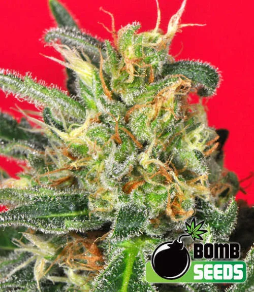 Cluster Bomb van Bomb Seeds