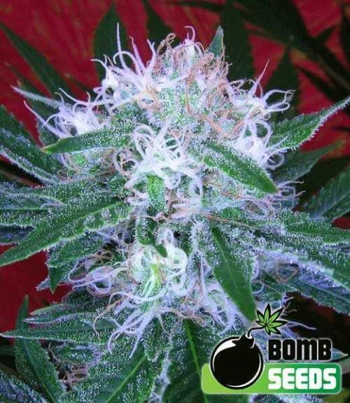 Bomb van Bomb Seeds