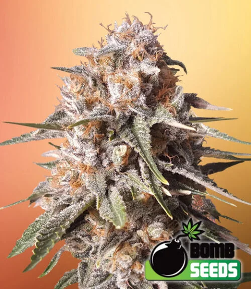 Baked Bomb van Bomb Seeds