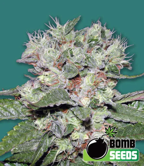 CBD Bomb van Bomb Seeds