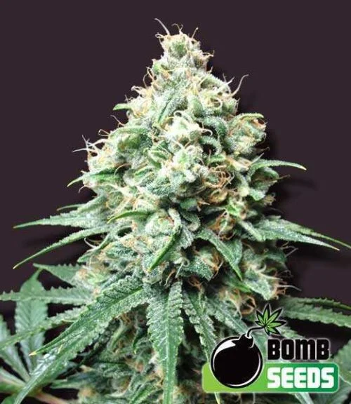 Kush Bomb van Bomb Seeds