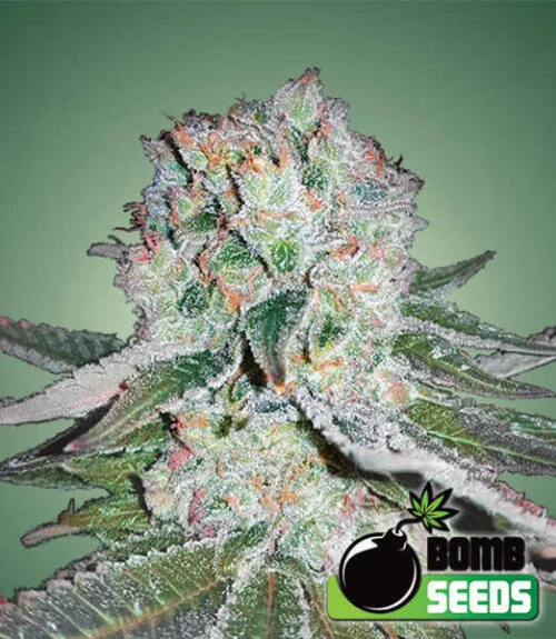 Banana Bomb van Bomb Seeds