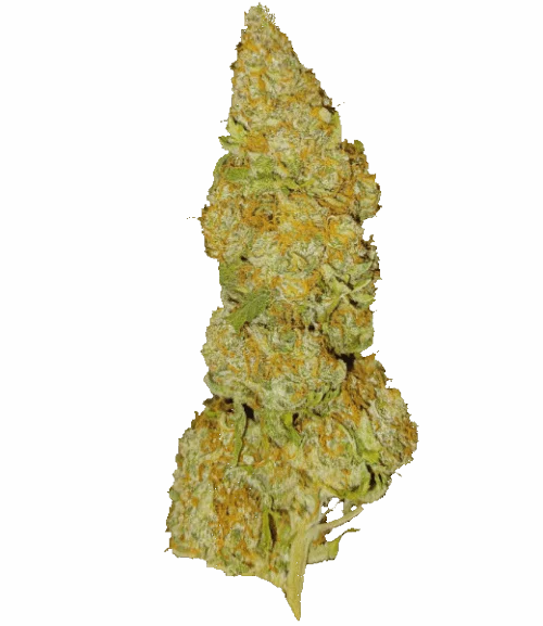 Baked Bomb van Bomb Seeds